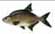bream bream
