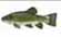 tench tench